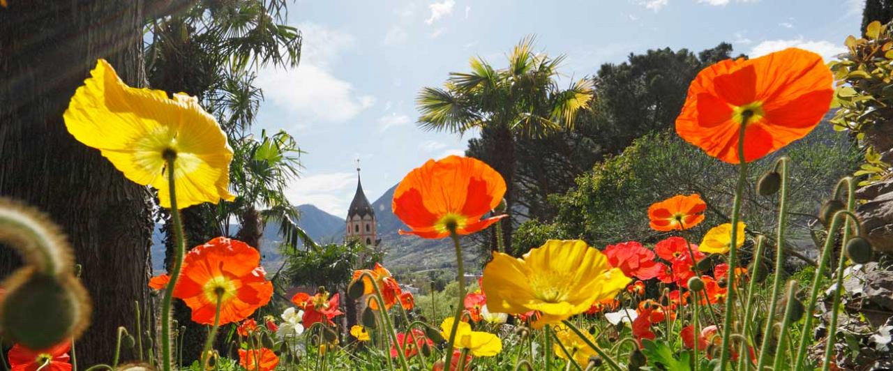 Papaveri al sole durante il periodo primaverile a Merano