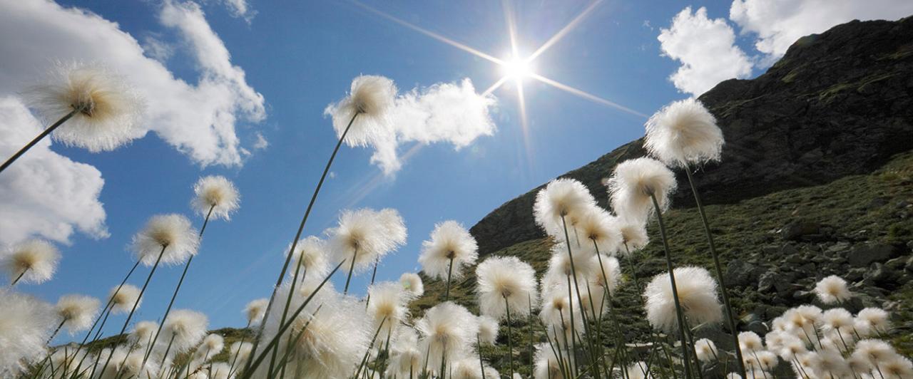 Fiori al vento illuminati dal sole